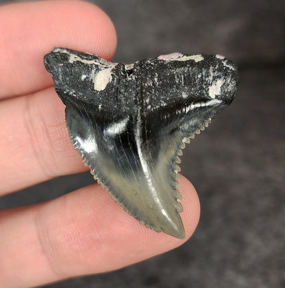 Killer, 1.57" Fossil Hemipristis Tooth - Venice, Florida - Fossil Driven