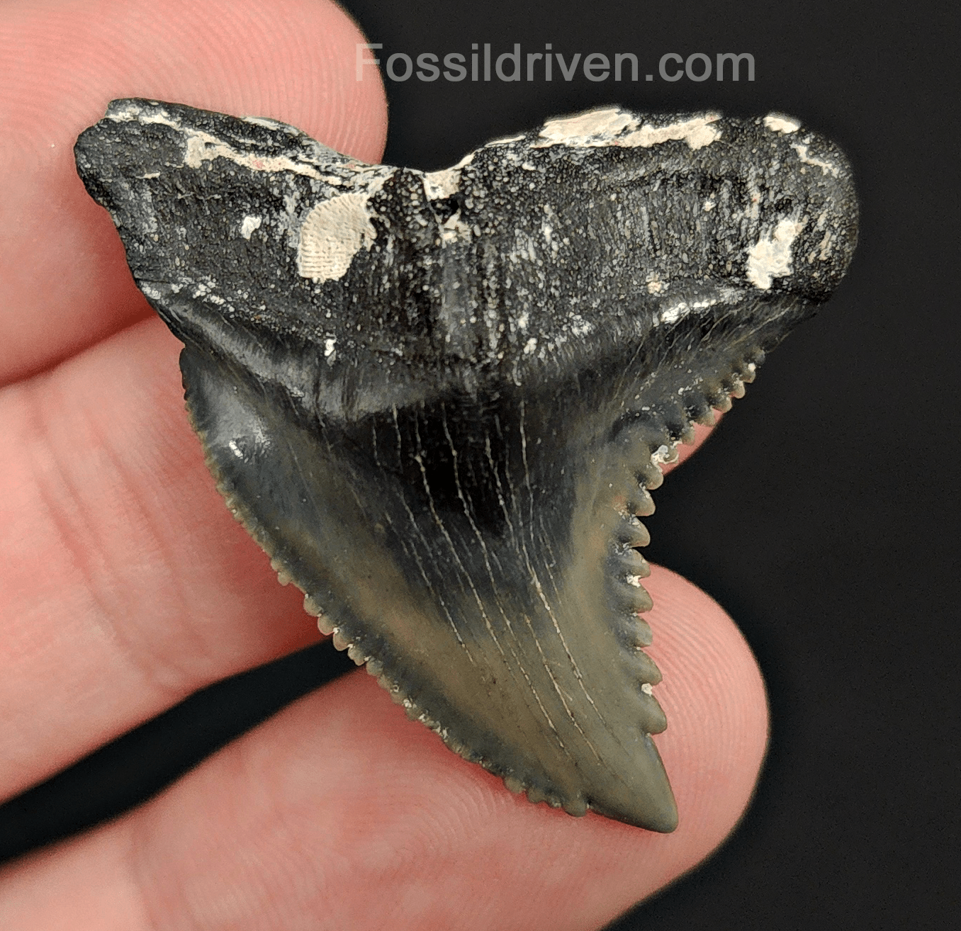 Killer, 1.57" Fossil Hemipristis Tooth - Venice, Florida - Fossil Driven