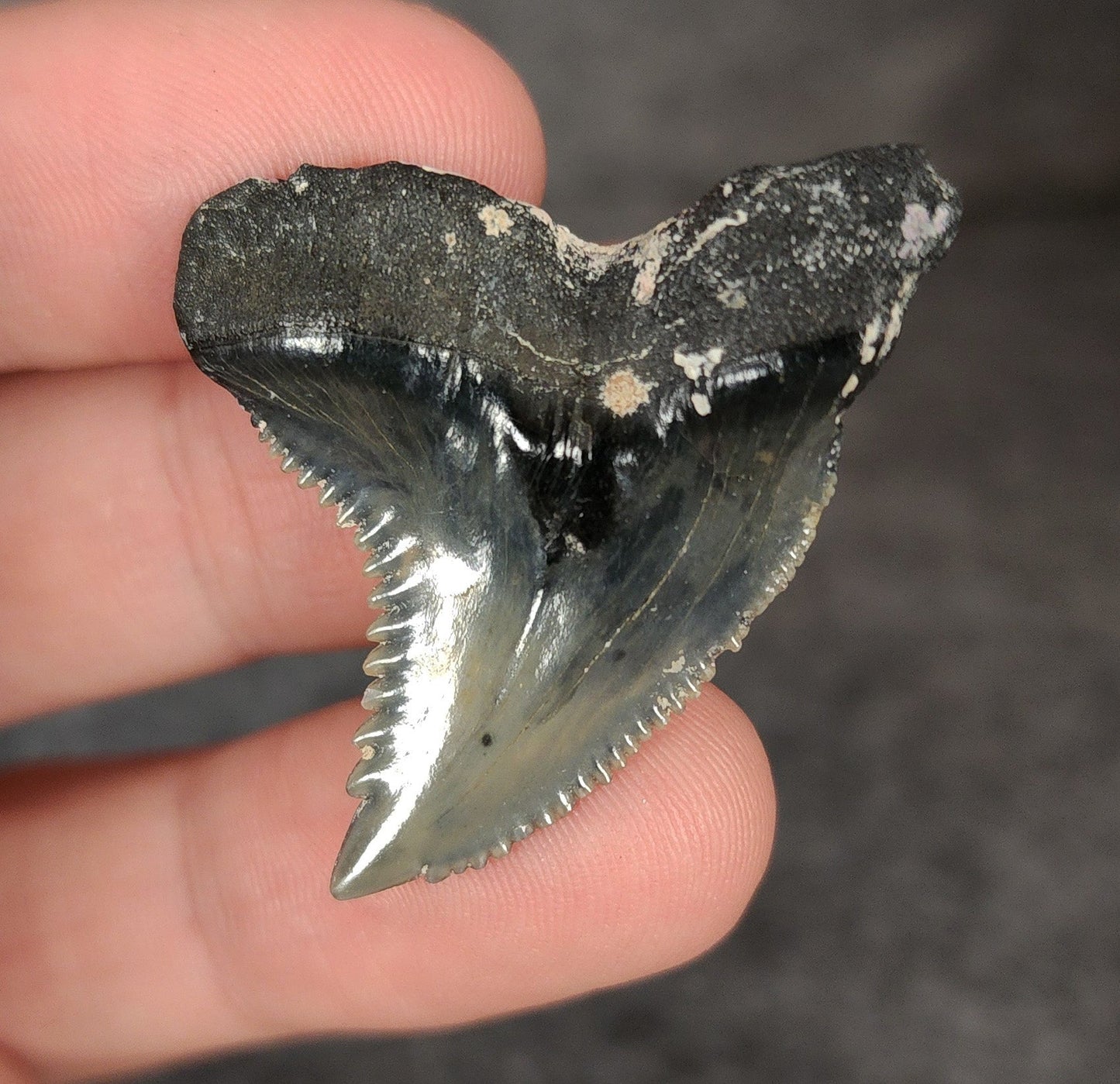 Killer, 1.57" Fossil Hemipristis Tooth - Venice, Florida - Fossil Driven