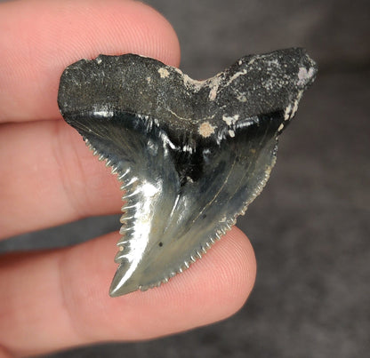 Killer, 1.57" Fossil Hemipristis Tooth - Venice, Florida - Fossil Driven