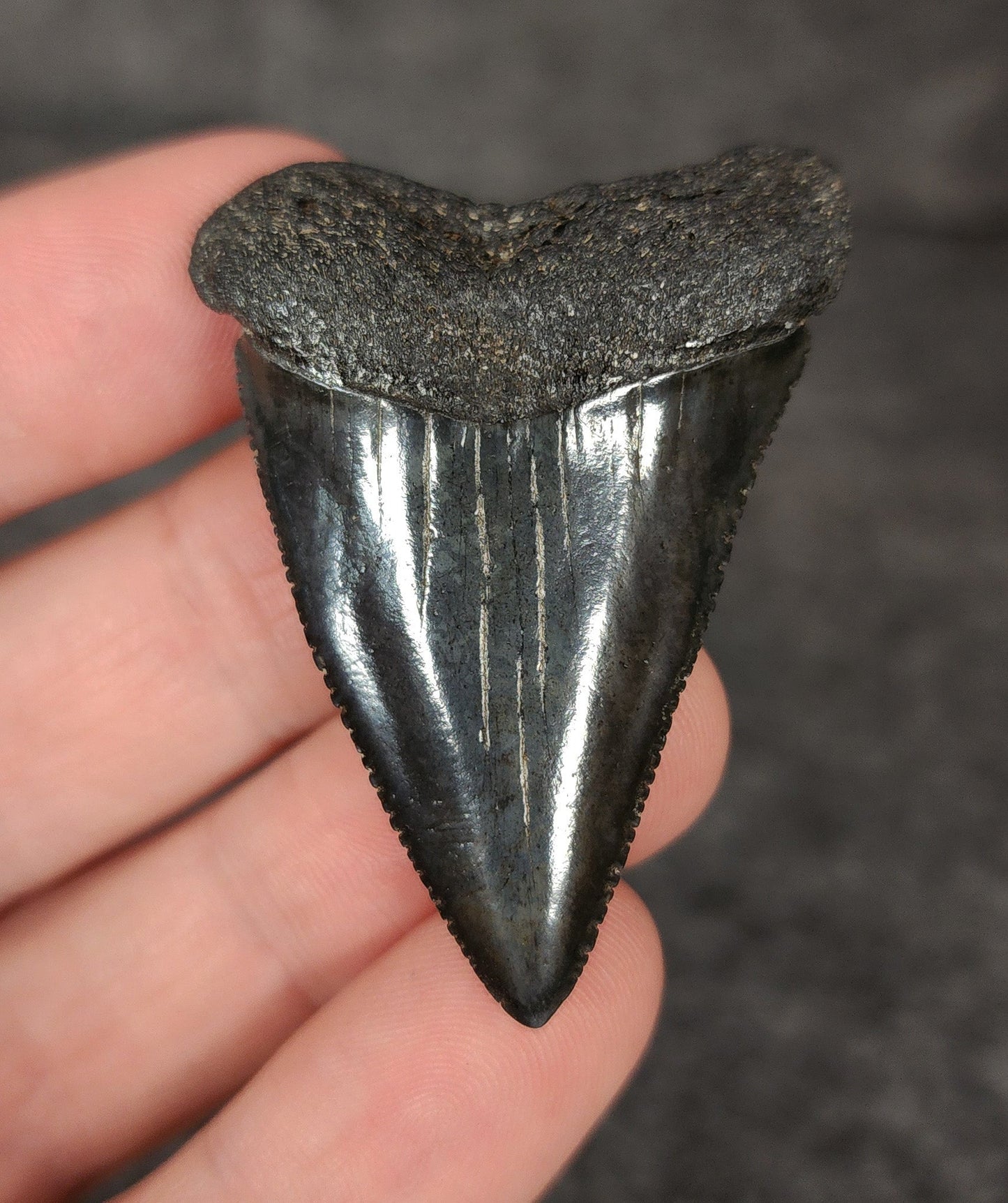 Killer, 1.91" Fossil Great White Tooth - South Carolina - Fossil Driven