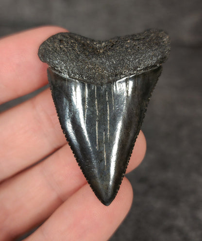 Killer, 1.91" Fossil Great White Tooth - South Carolina - Fossil Driven