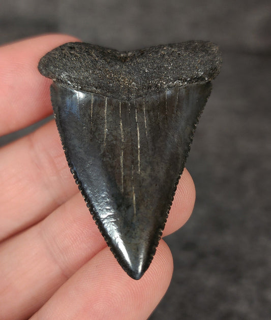 Killer, 1.91" Fossil Great White Tooth - South Carolina - Fossil Driven