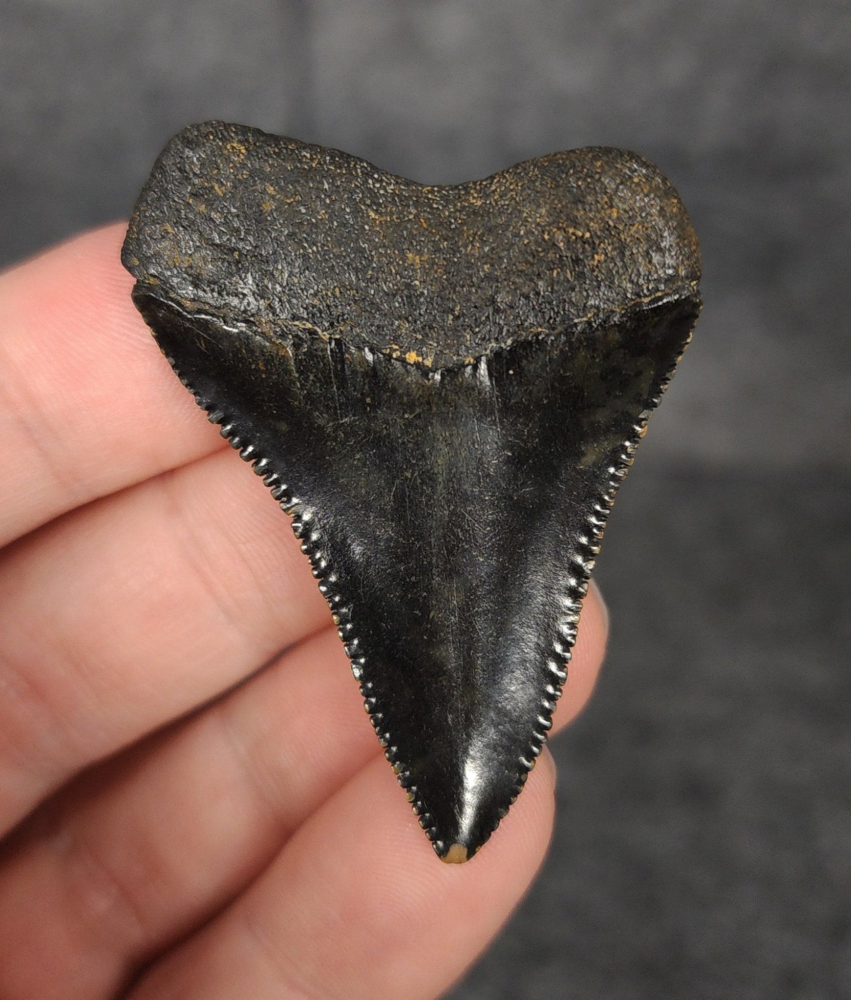 Killer, 1.99" Fossil Great White Tooth - South Carolina - Fossil Driven