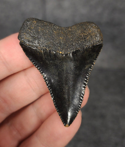 Killer, 1.99" Fossil Great White Tooth - South Carolina - Fossil Driven