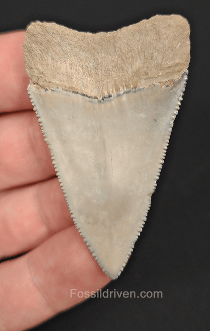 Killer, 2.18" Fossil Great White Tooth - South West, Florida - Fossil Driven