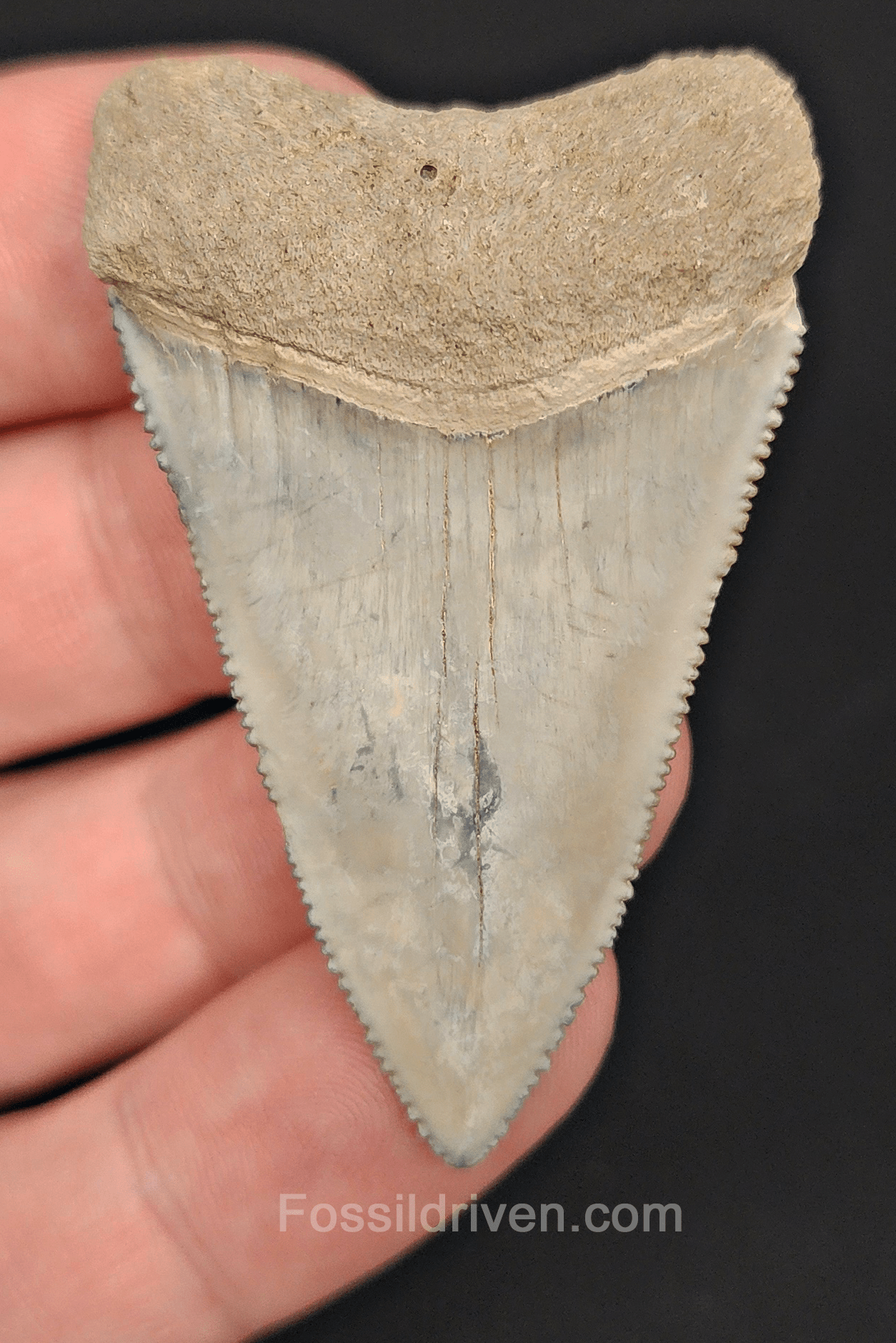 Killer, 2.18" Fossil Great White Tooth - South West, Florida - Fossil Driven