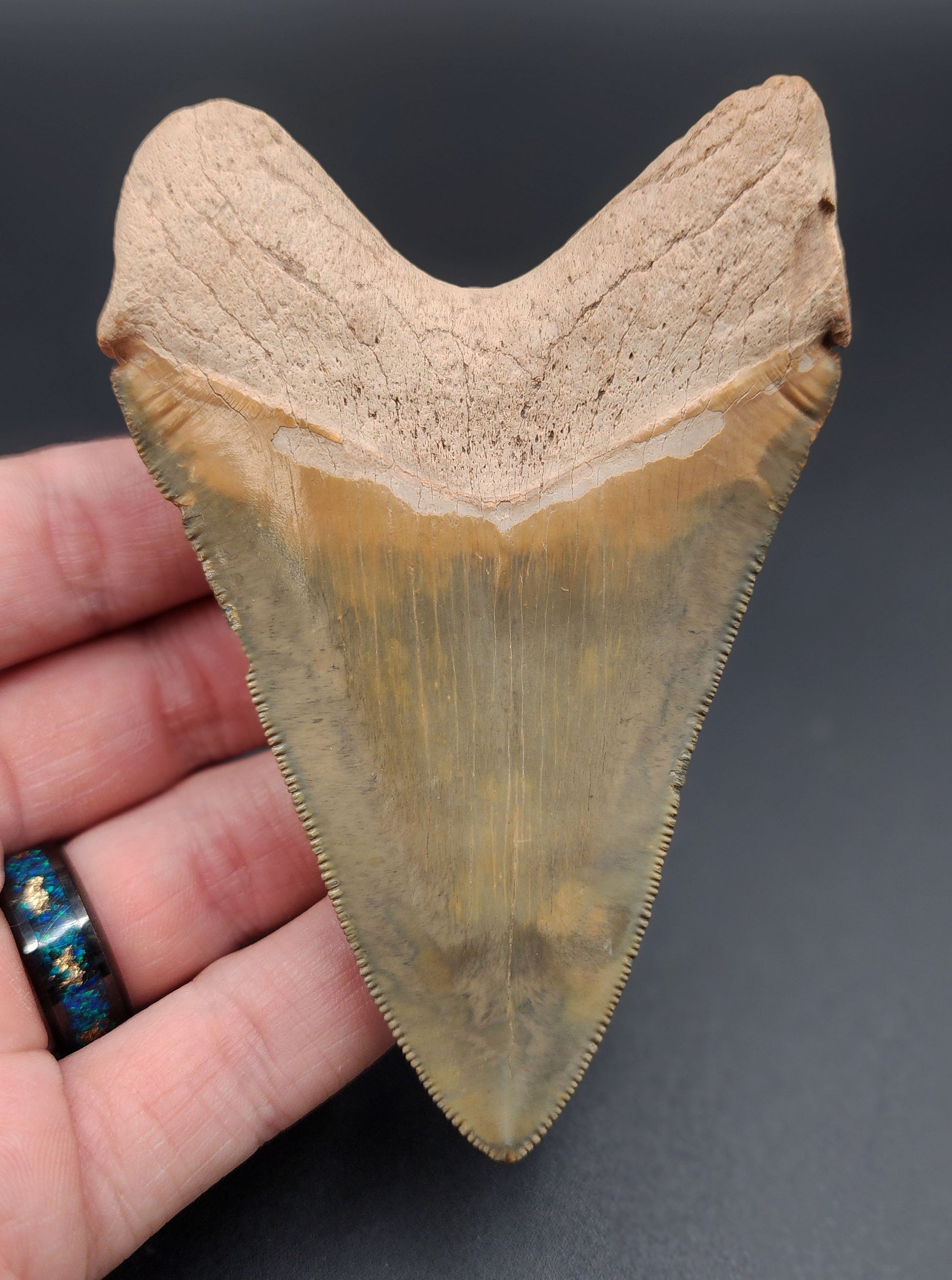 Back view of killer 4.14-inch Megalodon tooth fossil from Bone Valley, Florida