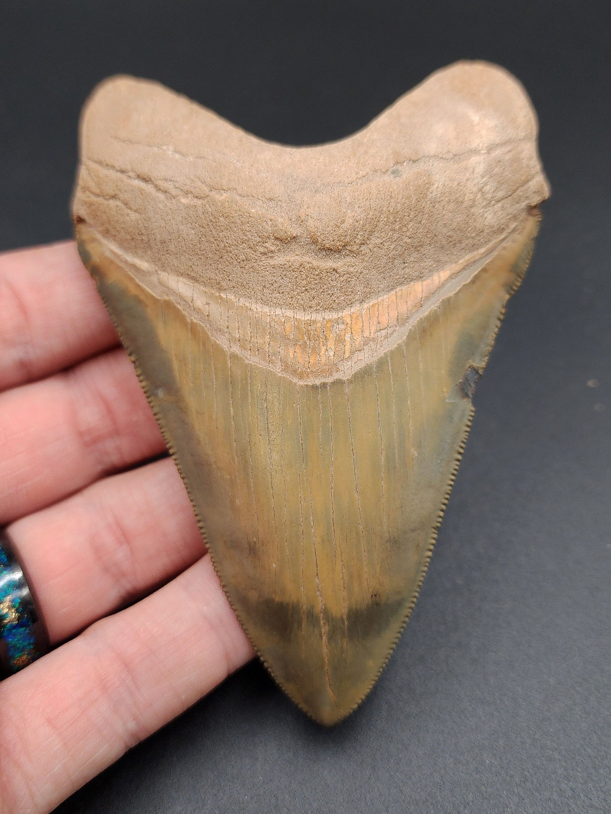 Killer 4.14-inch Megalodon tooth fossil from Bone Valley, Florida – full front view