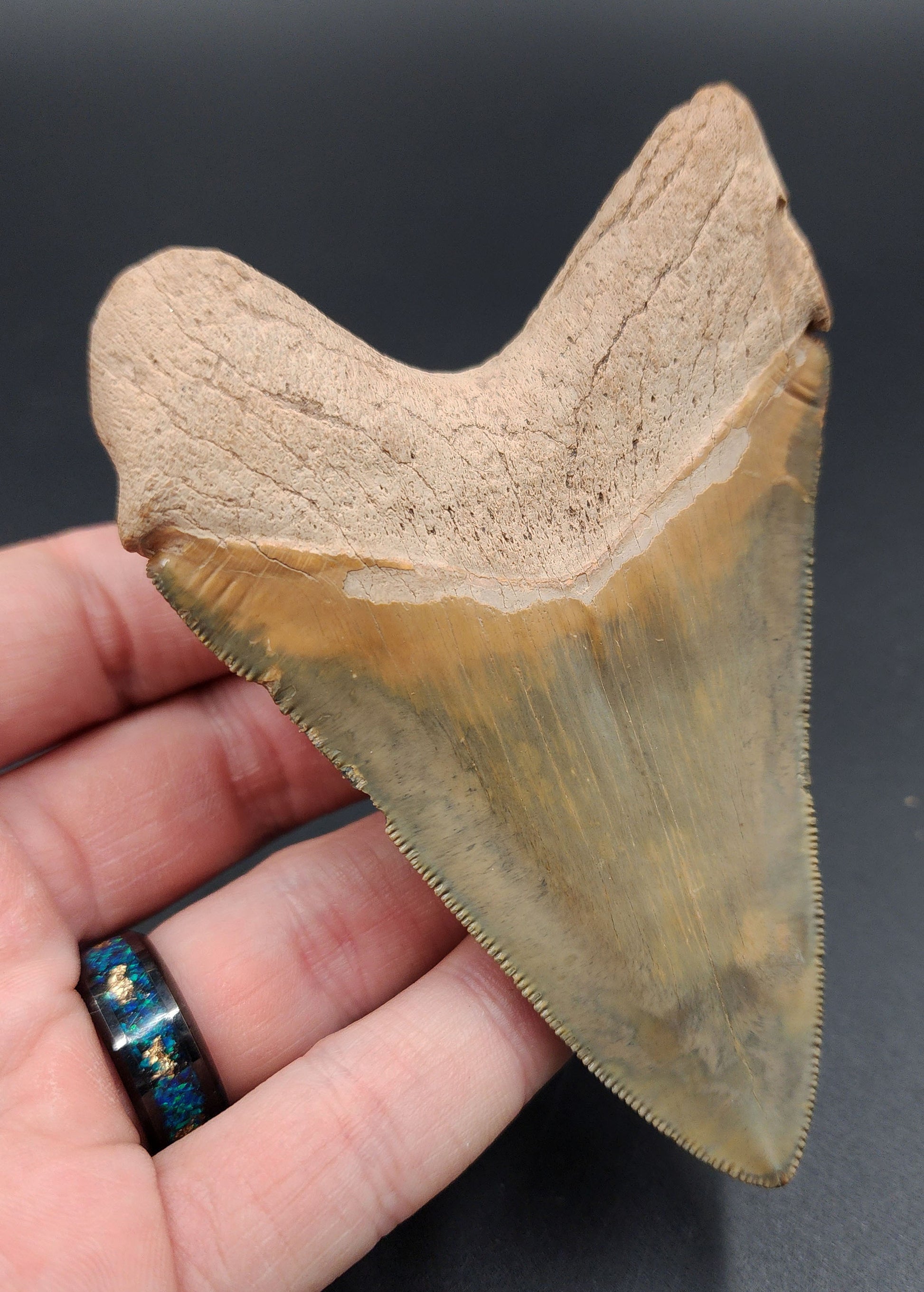 Detailed view of root and bourlette on killer 4.14-inch Megalodon tooth from Bone Valley
