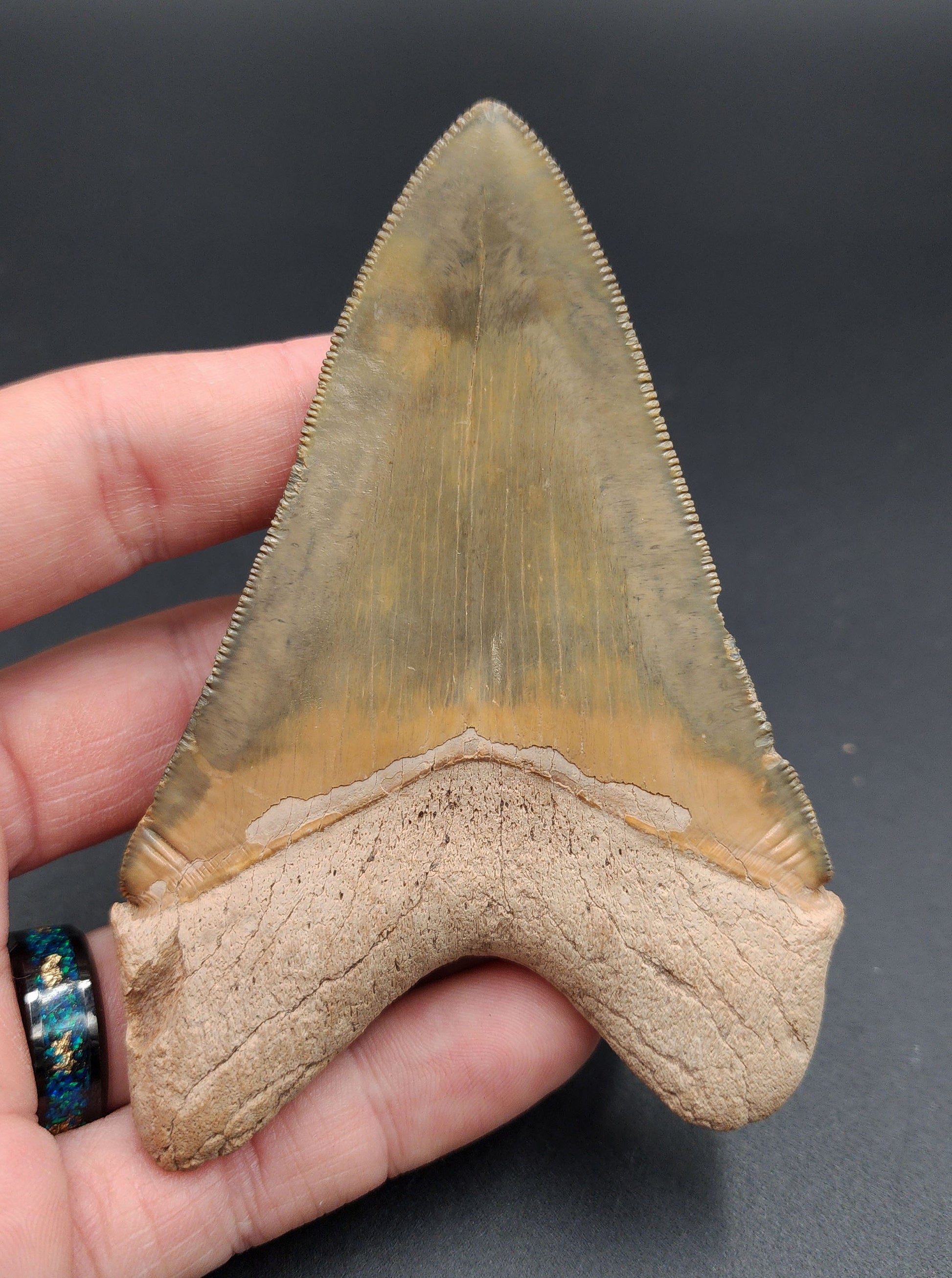 Killer 4.14-inch Megalodon tooth from Bone Valley, Florida shown with scale for size reference
