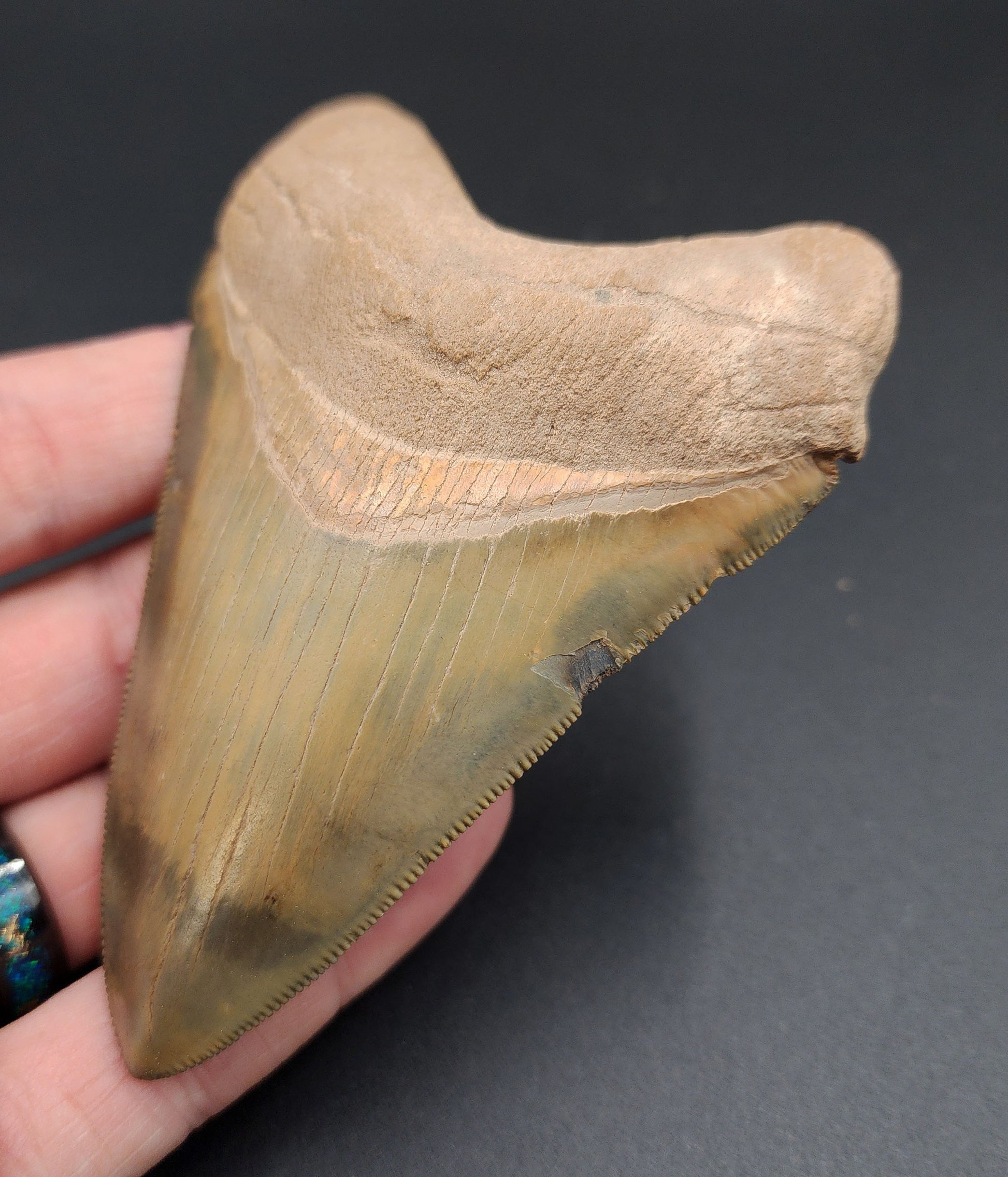 Close-up of serrated edge on killer 4.14-inch Megalodon tooth from Florida