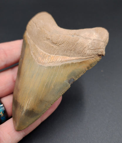 Close-up of serrated edge on killer 4.14-inch Megalodon tooth from Florida