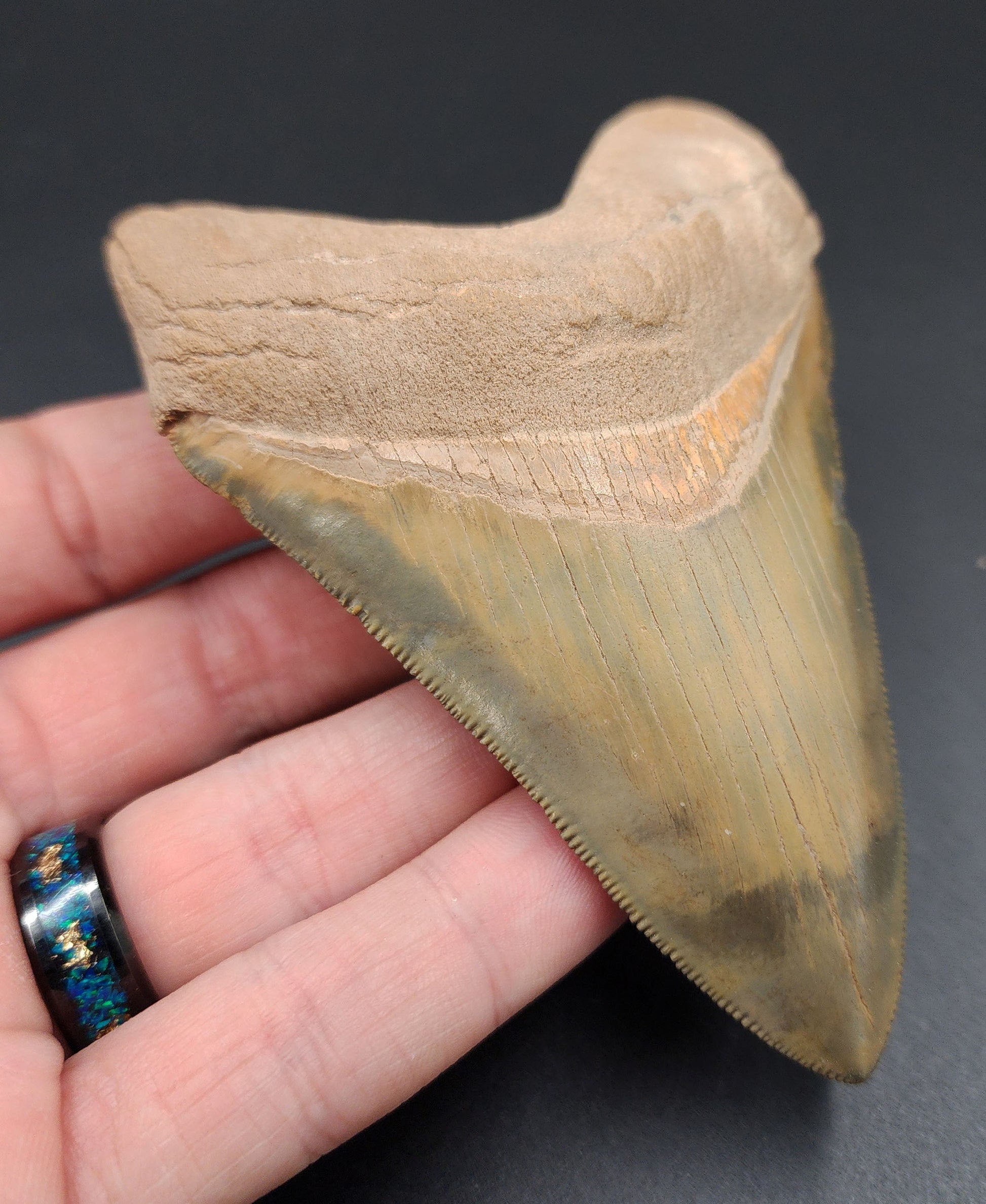 Side profile of killer 4.14-inch Megalodon tooth fossil from Bone Valley, Florida