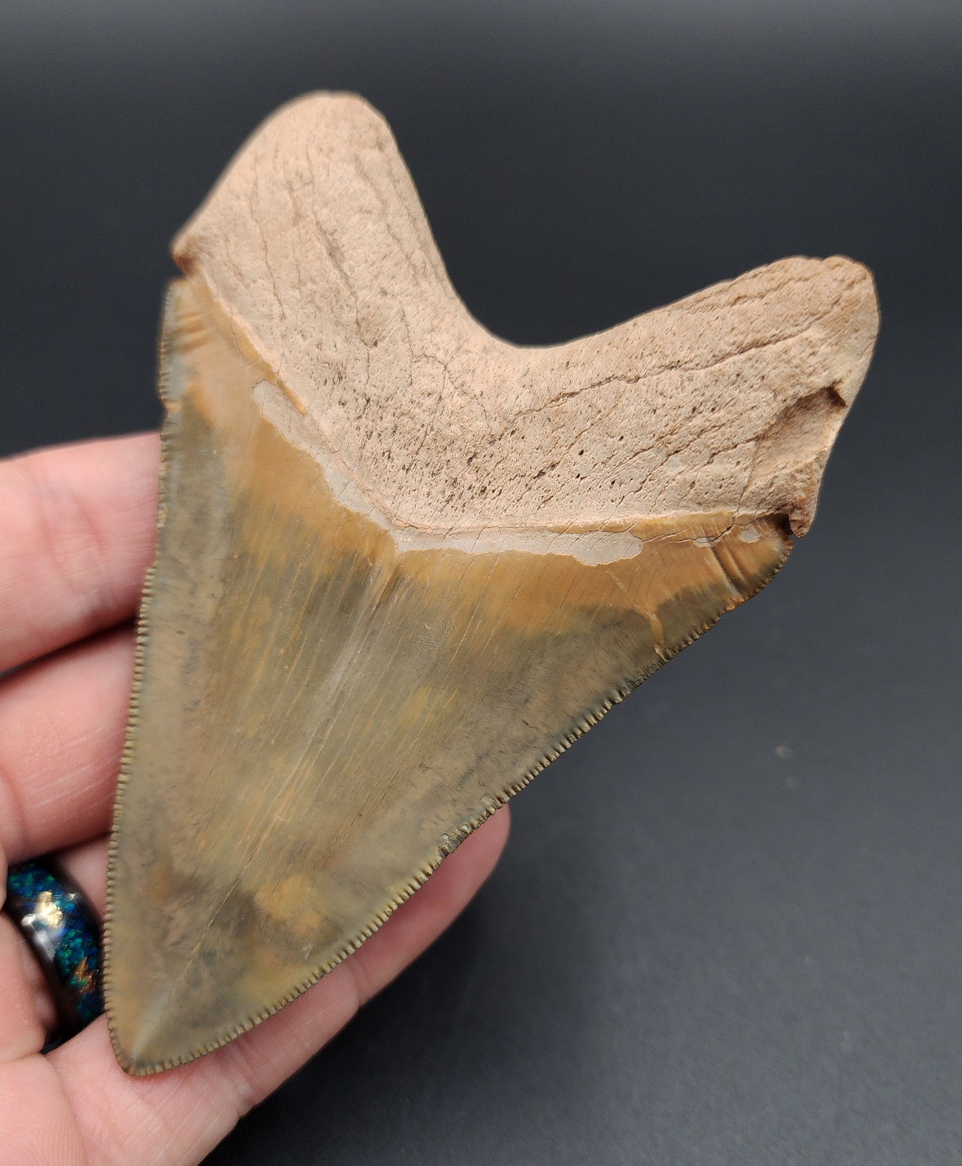 Close-up of the tip on killer 4.14-inch Megalodon tooth from Bone Valley, Florida