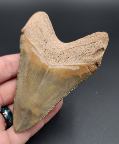 Close-up of the tip on killer 4.14-inch Megalodon tooth from Bone Valley, Florida