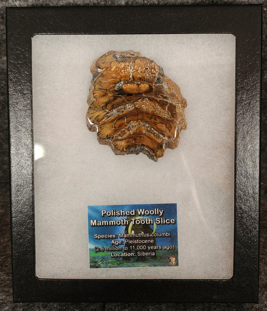 Authentic 2.31-inch polished mammoth tooth slice from Siberia – full front view showing enamel and dentin bands