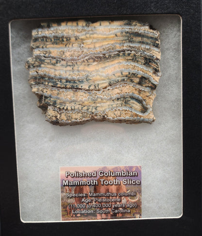 Angled view showing enamel banding on polished 2.60-inch mammoth tooth slice from South Carolina