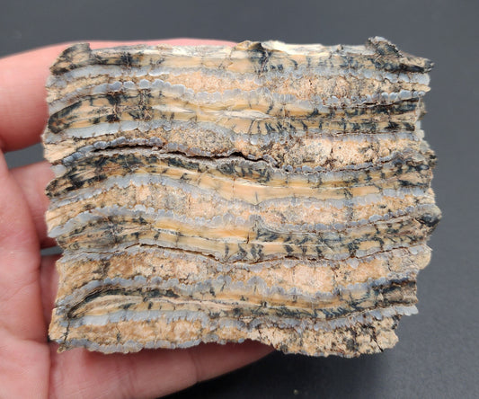 Authentic 2.60-inch polished mammoth tooth slice from South Carolina – full view