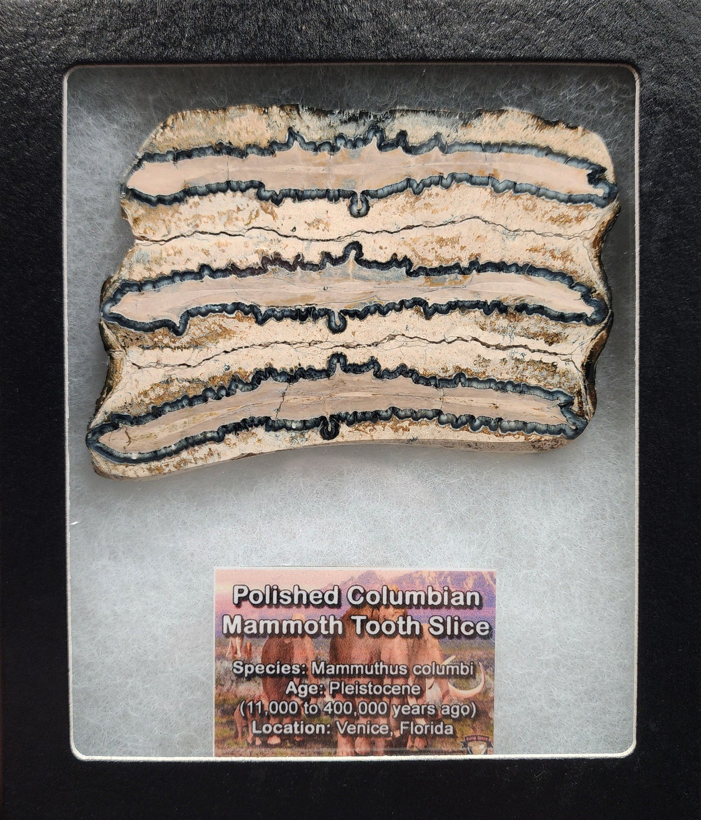 Detailed angled view of 2.83-inch polished mammoth tooth slice from Venice, Florida
