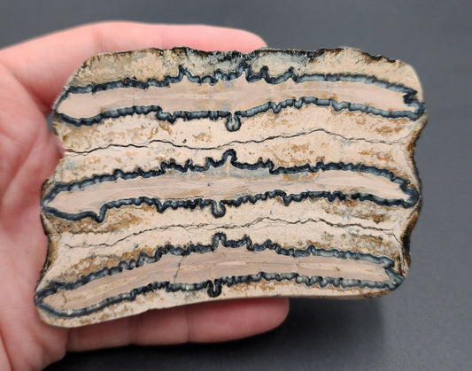 Authentic 2.83-inch polished mammoth tooth slice from Venice, Florida – full view