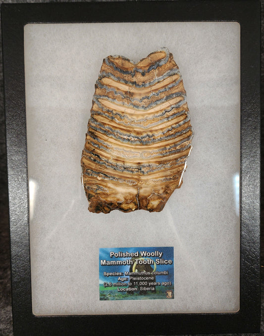 Authentic 4.03-inch polished mammoth tooth slice from Siberia – full view showing natural enamel and dentin layers