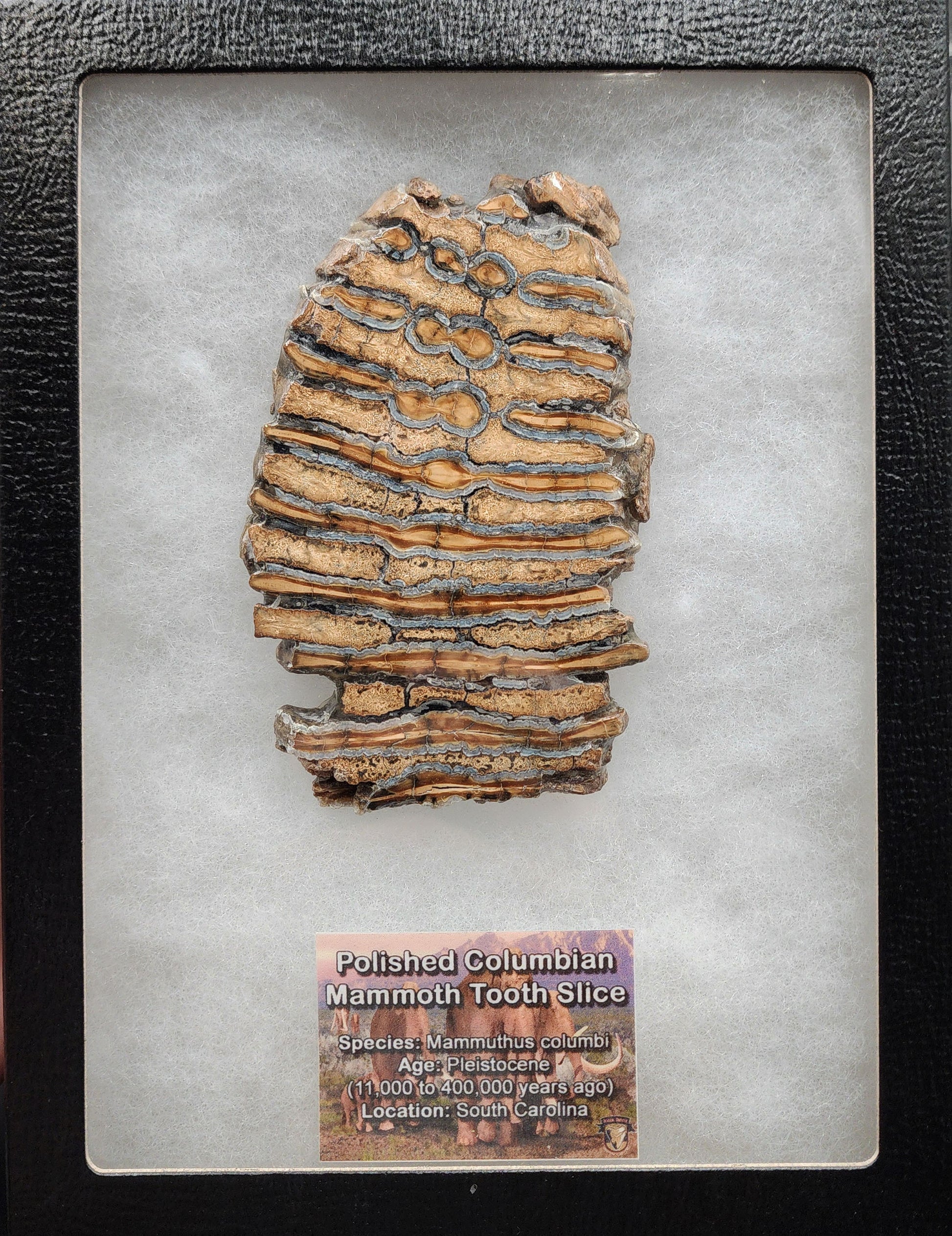 Close-up of enamel and dentin banding on 4.25-inch polished mammoth tooth slice from South Carolina