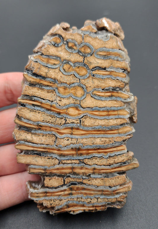 Authentic 4.25-inch polished mammoth tooth slice from South Carolina – full front view