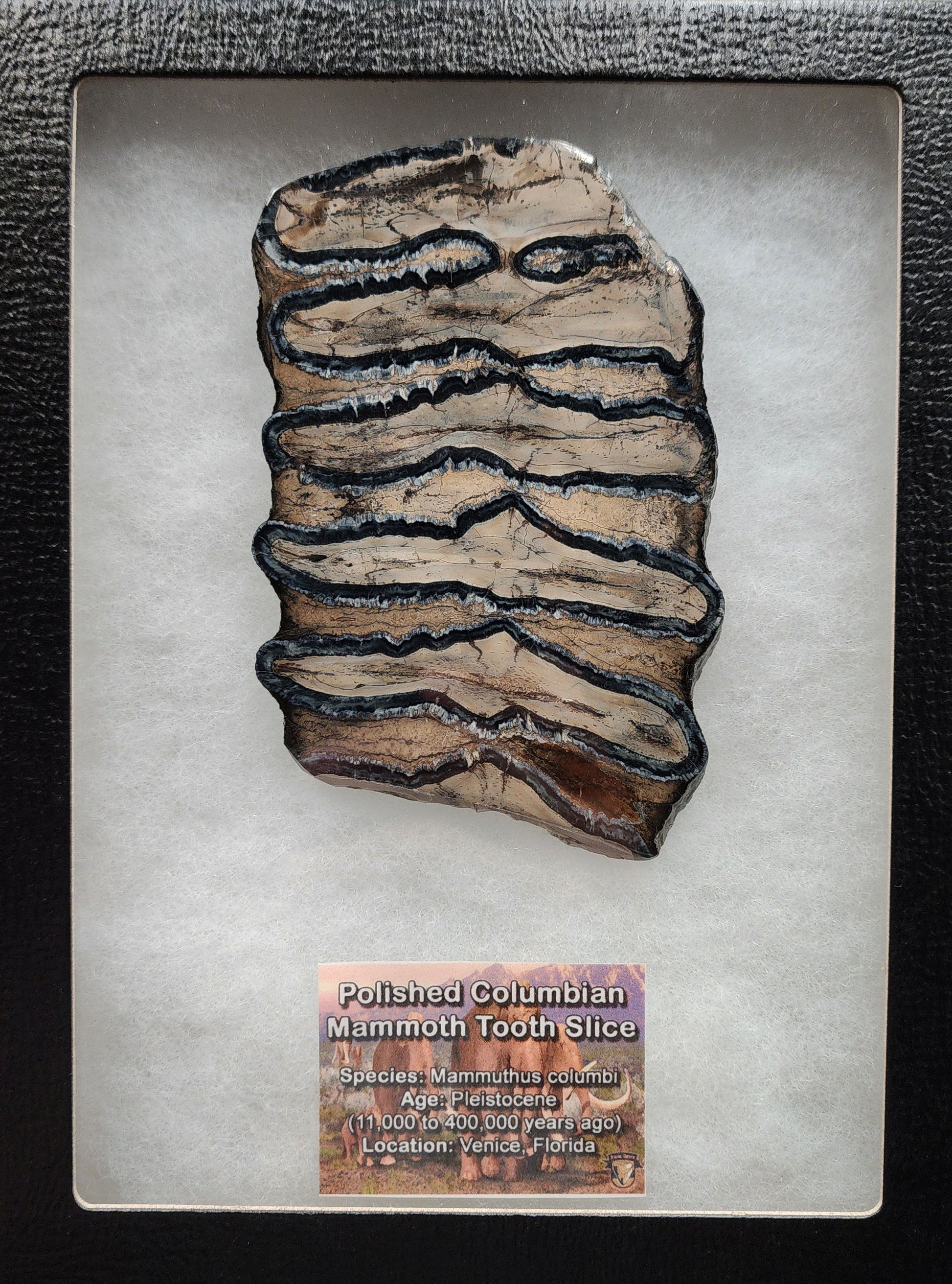 Angled view of 4.57-inch polished mammoth tooth slice from Venice, Florida showing enamel banding