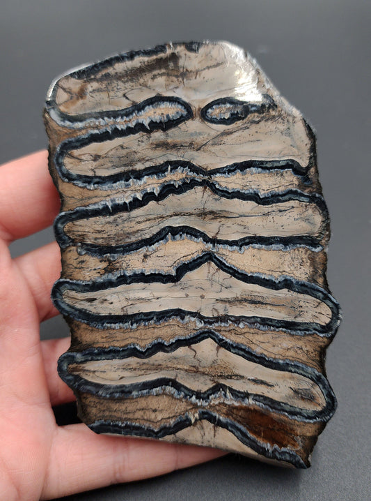 Authentic 4.57-inch polished mammoth tooth slice from Venice, Florida – full front view