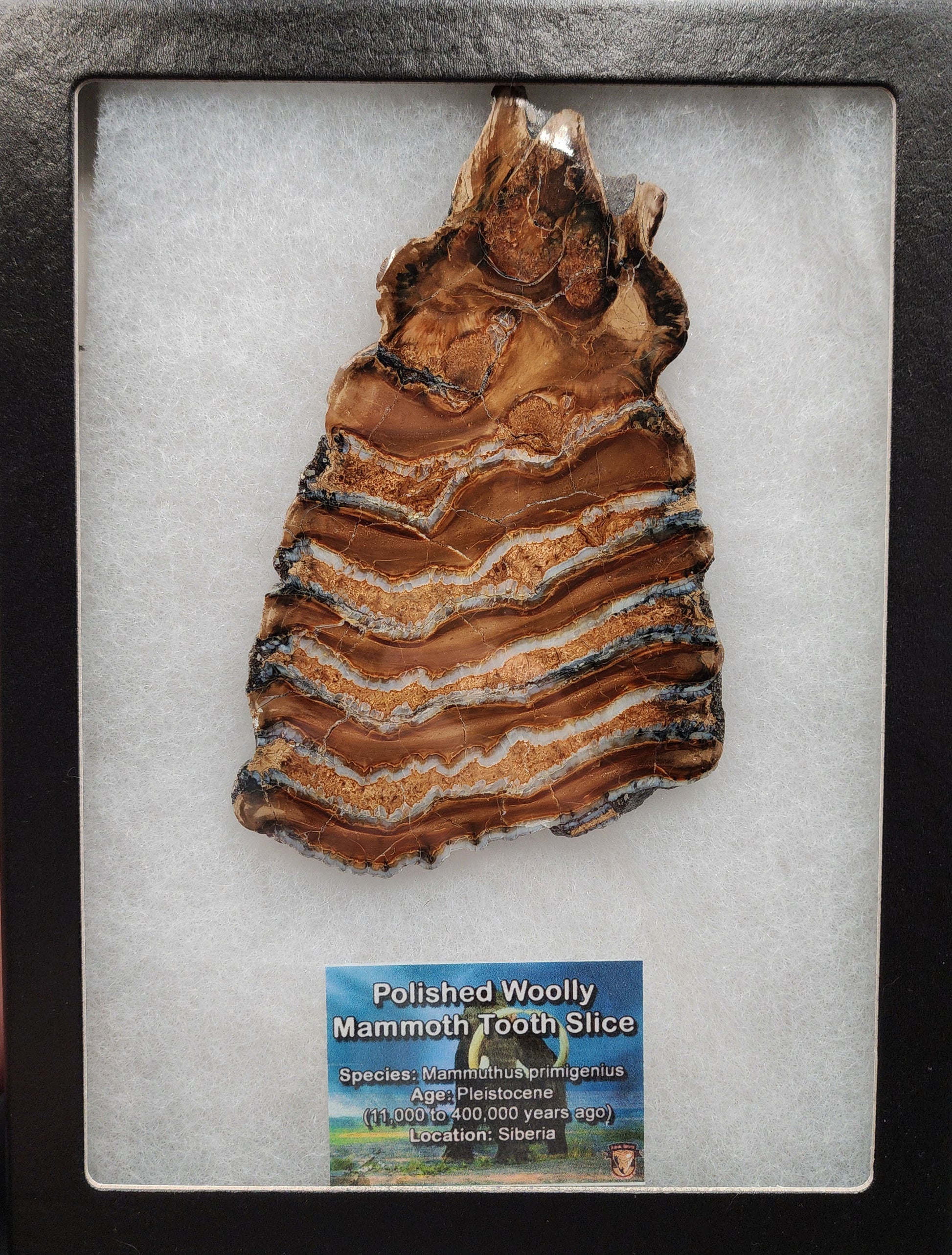 Detailed angled view of 5.10-inch polished mammoth tooth slice from Siberia showing enamel layers