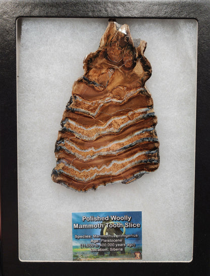 Detailed angled view of 5.10-inch polished mammoth tooth slice from Siberia showing enamel layers