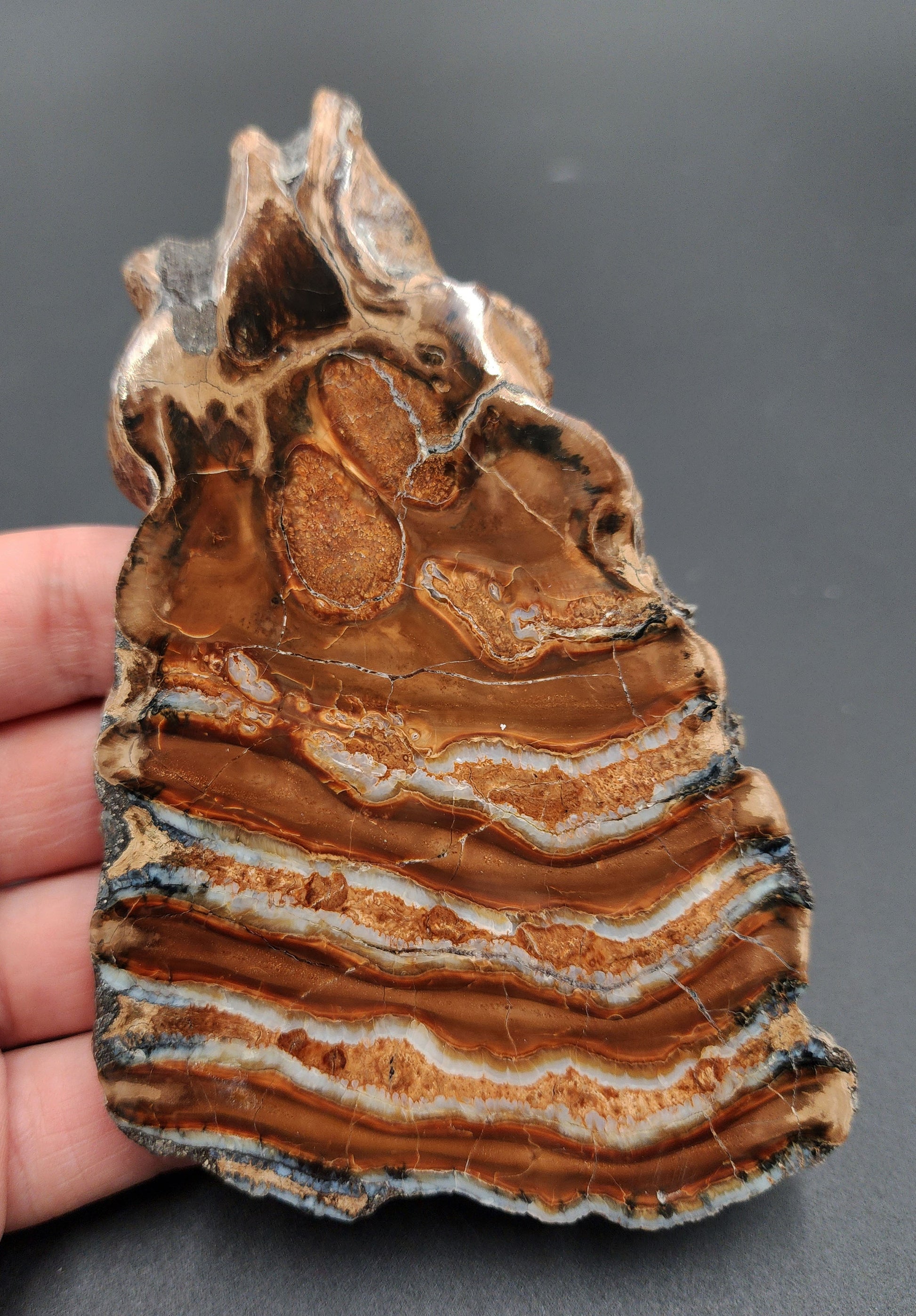 Authentic 5.10-inch polished mammoth tooth slice from Siberia – full front view