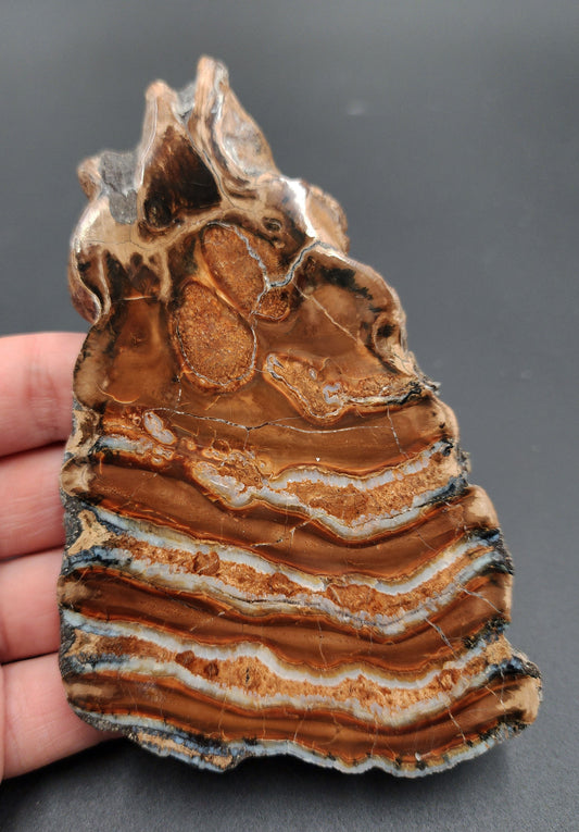 Authentic 5.10-inch polished mammoth tooth slice from Siberia – full front view