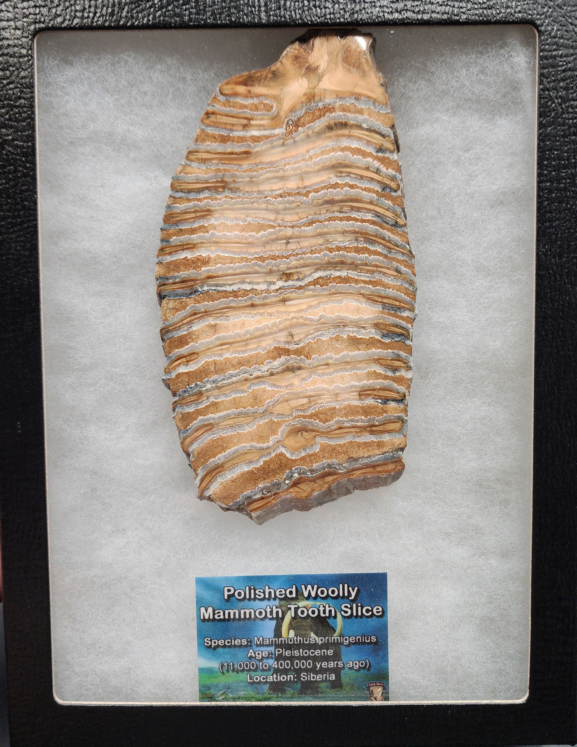 Angled view showing enamel and dentin bands on 5.37-inch polished mammoth tooth slice from Siberia