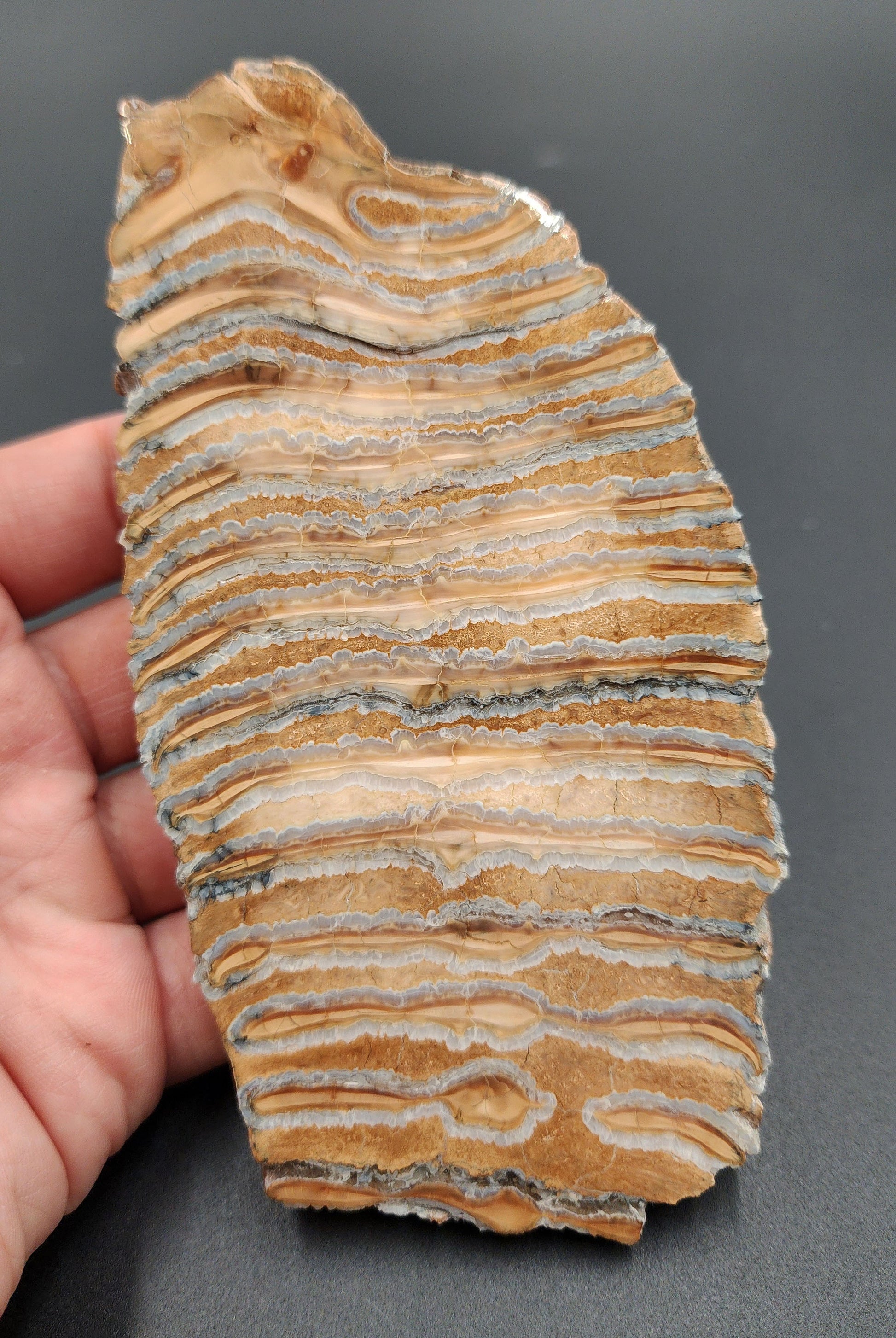 Authentic 5.37-inch polished mammoth tooth slice from Siberia – full front view