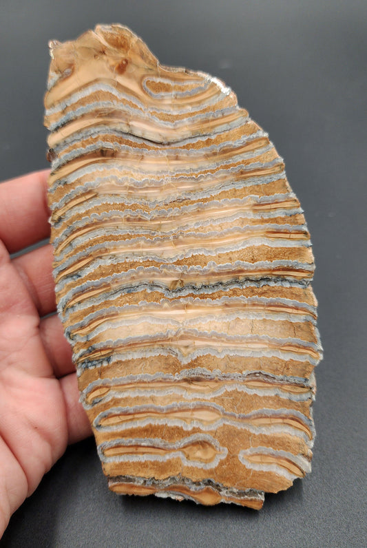 Authentic 5.37-inch polished mammoth tooth slice from Siberia – full front view