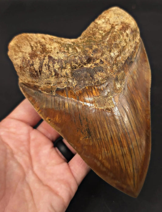 Massive 6.50" Fossil Megalodon Tooth - A Phenomenal Specimen Close to Maximum Size of 7" - Fossil Driven