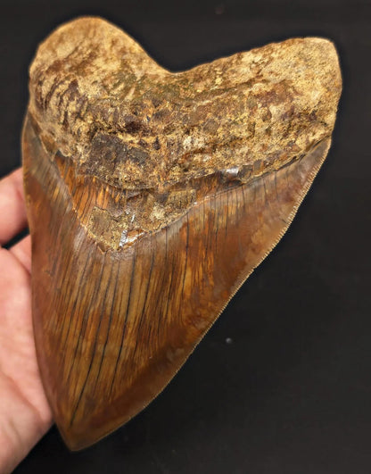 Massive 6.50" Fossil Megalodon Tooth - A Phenomenal Specimen Close to Maximum Size of 7" - Fossil Driven