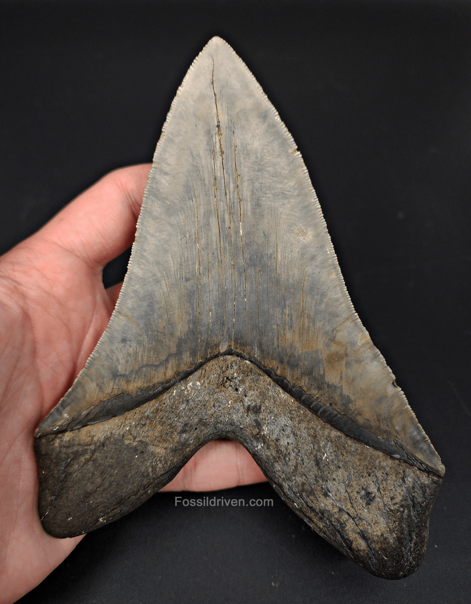 Massive & Authentic, 6.31" Fossil Megalodon Tooth - Meg Ledge - Fossil Driven
