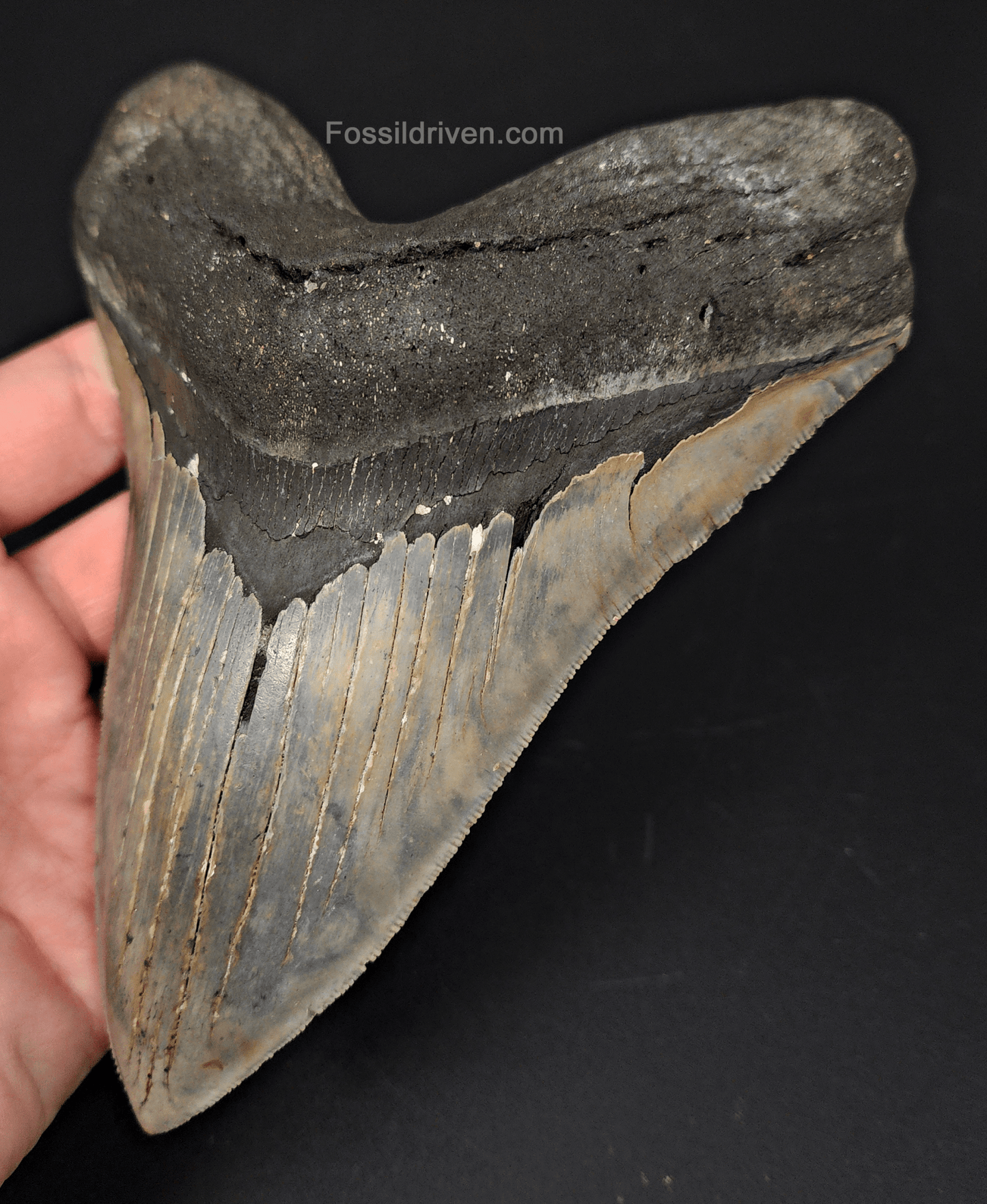 Massive & Authentic, 6.31" Fossil Megalodon Tooth - Meg Ledge - Fossil Driven