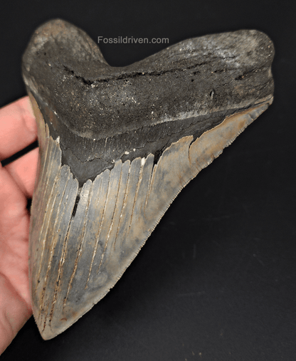 Massive & Authentic, 6.31" Fossil Megalodon Tooth - Meg Ledge - Fossil Driven