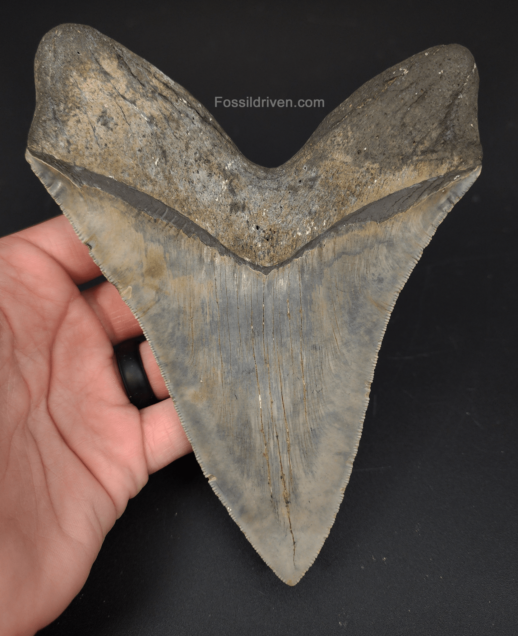 Massive & Authentic, 6.31" Fossil Megalodon Tooth - Meg Ledge - Fossil Driven