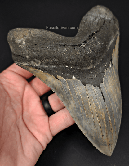 Massive & Authentic, 6.31" Fossil Megalodon Tooth - Meg Ledge - Fossil Driven