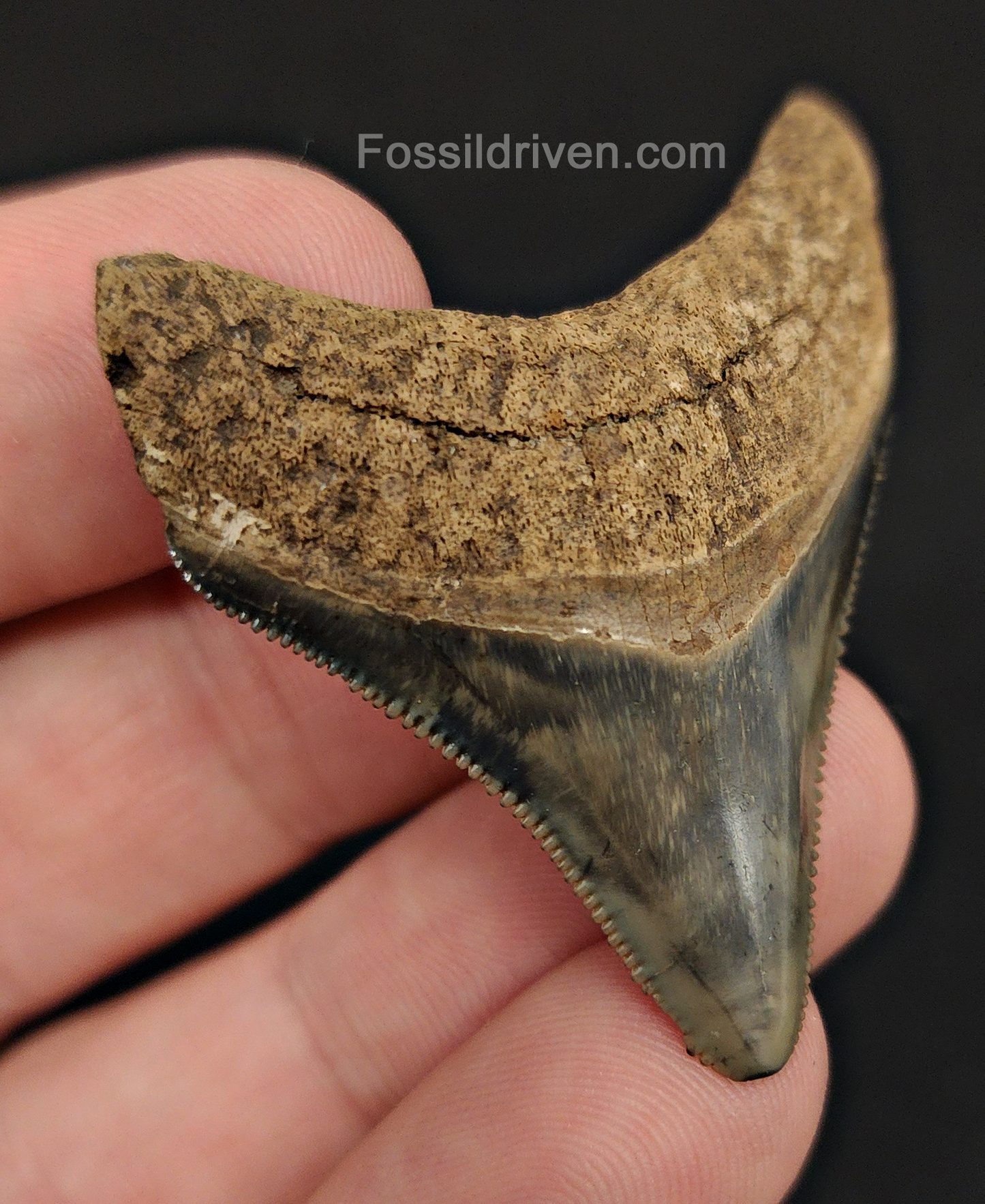 Angled view of 1.87″ megalodon fossil tooth from Peace River, Florida