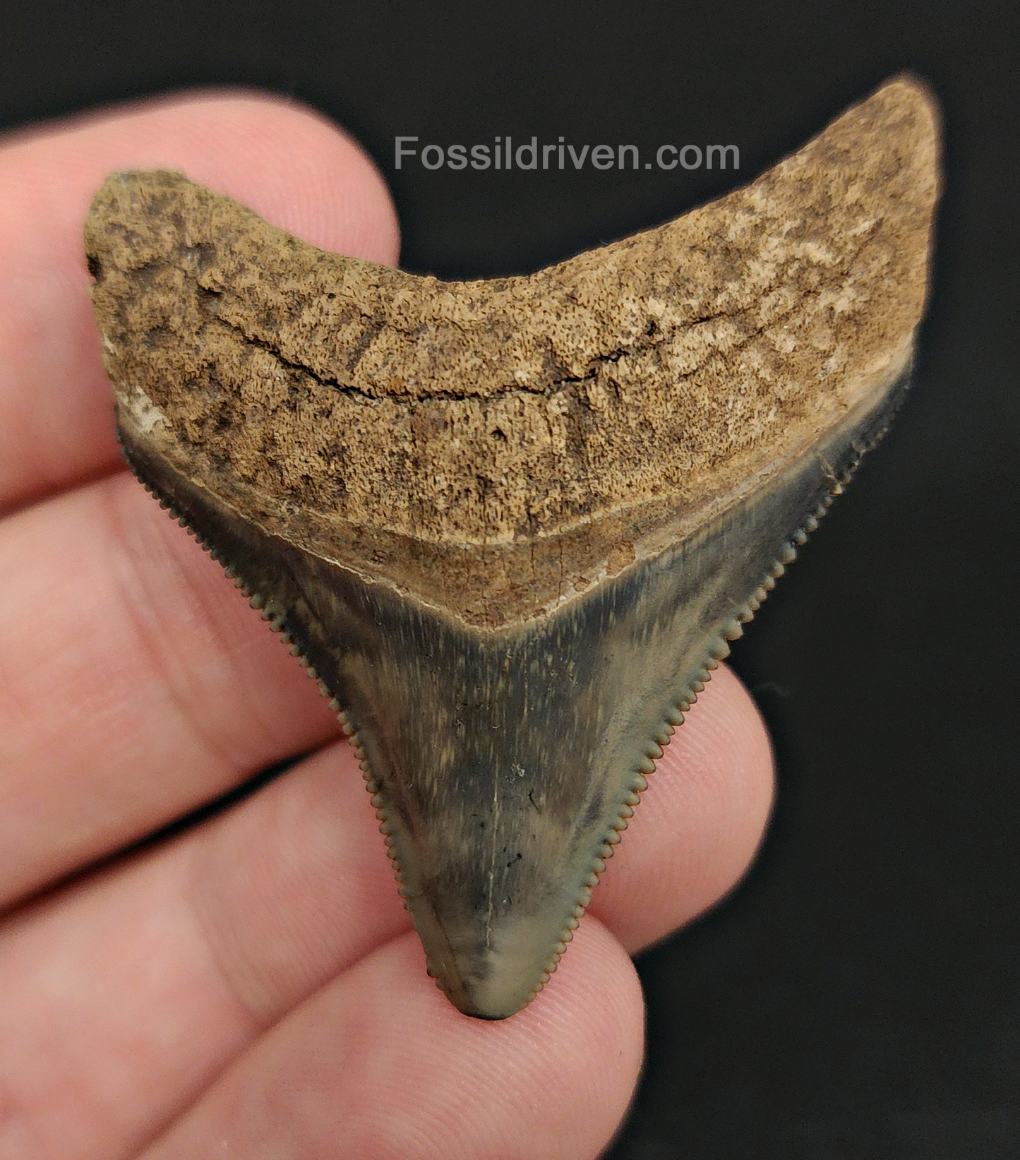 Front view of 1.87″ Carcharocles megalodon fossil tooth from Peace River, Florida