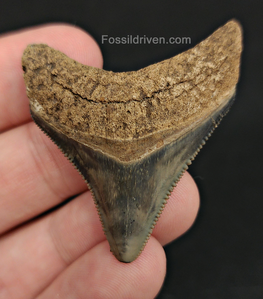 Front view of 1.87″ Carcharocles megalodon fossil tooth from Peace River, Florida
