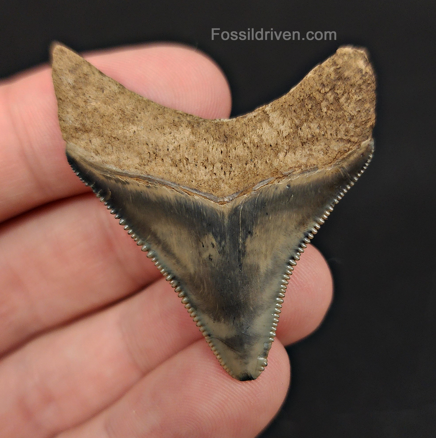 Back / root view of 1.87″ megalodon fossil tooth from Peace River, Florida