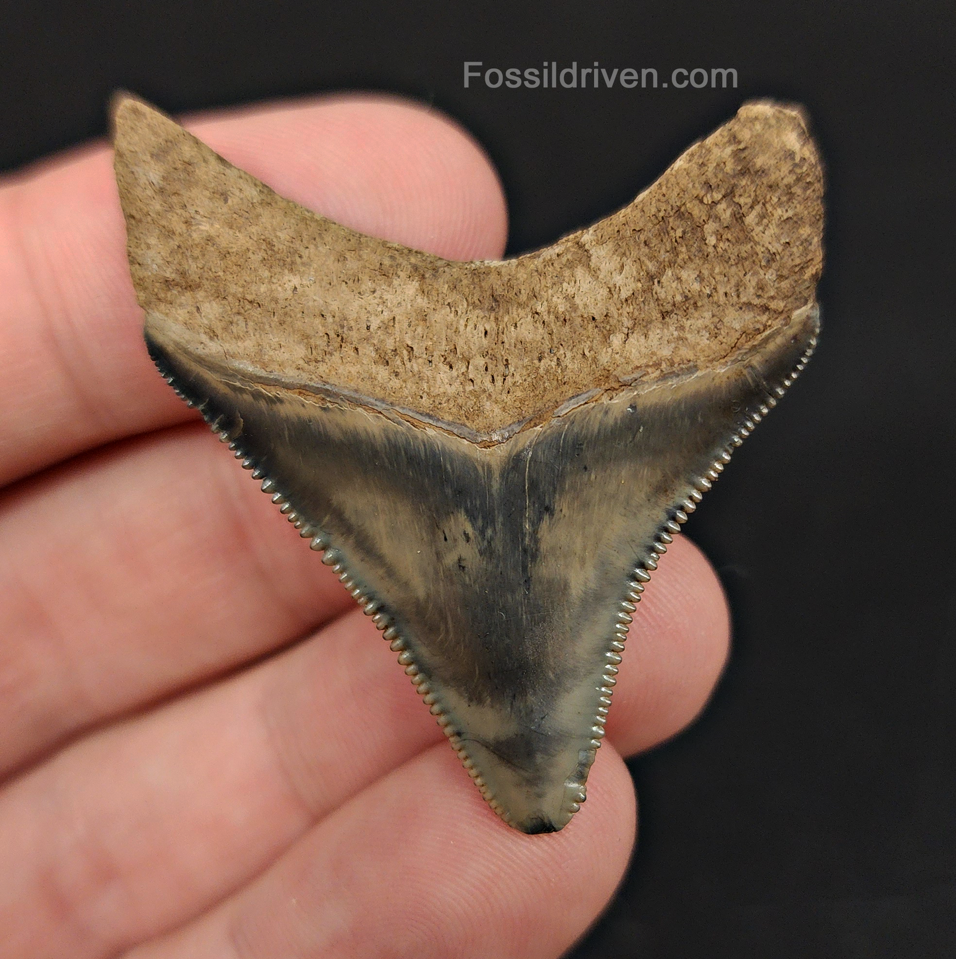 Back / root view of 1.87″ megalodon fossil tooth from Peace River, Florida