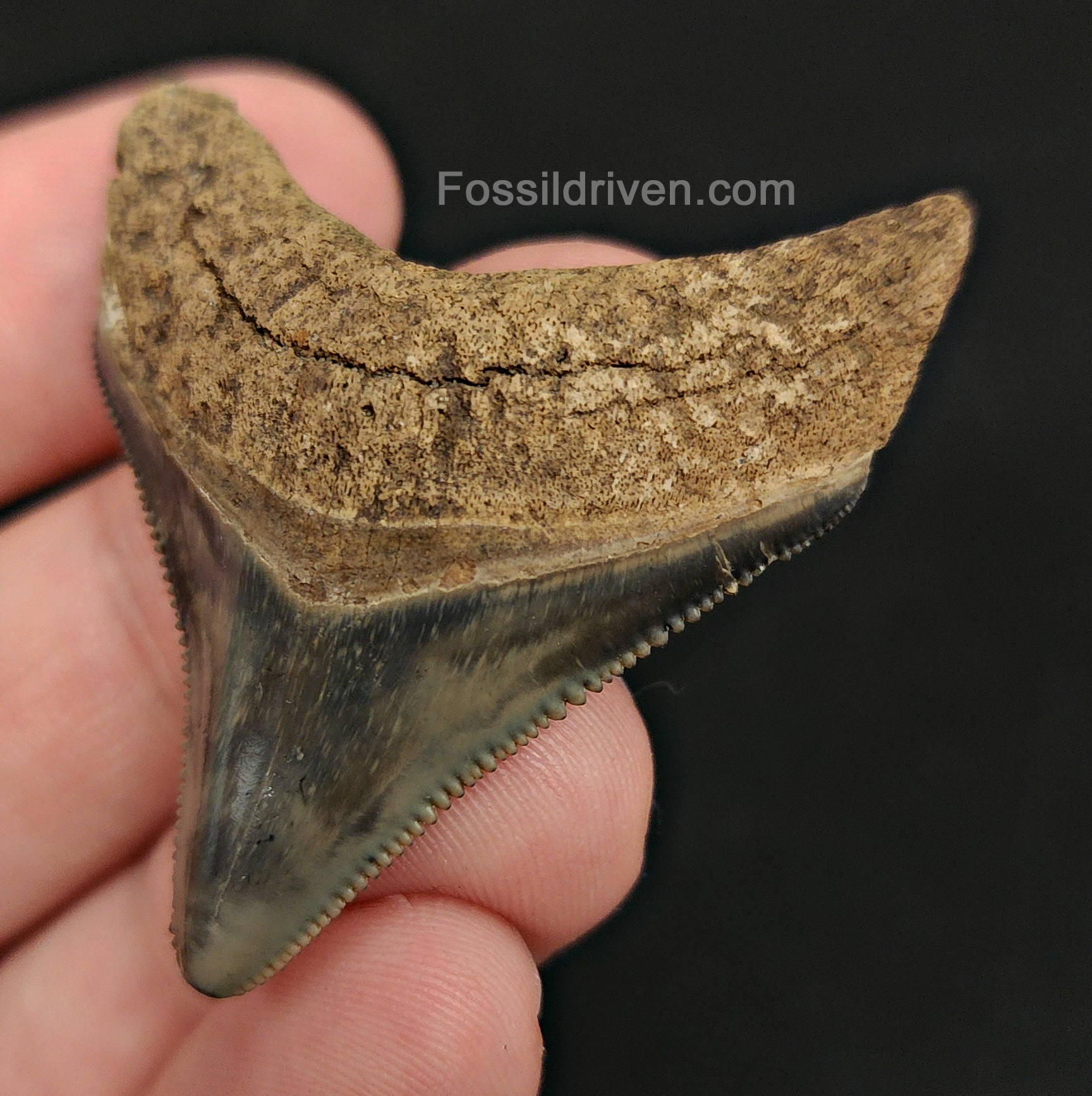 Close-up detail of serrations and enamel on 1.87″ megalodon tooth from Peace River, Florida